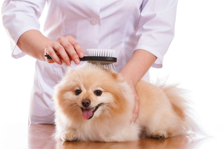 مطلوب موظف/ة عناية في الحيوانات الأليفة (grooming)
